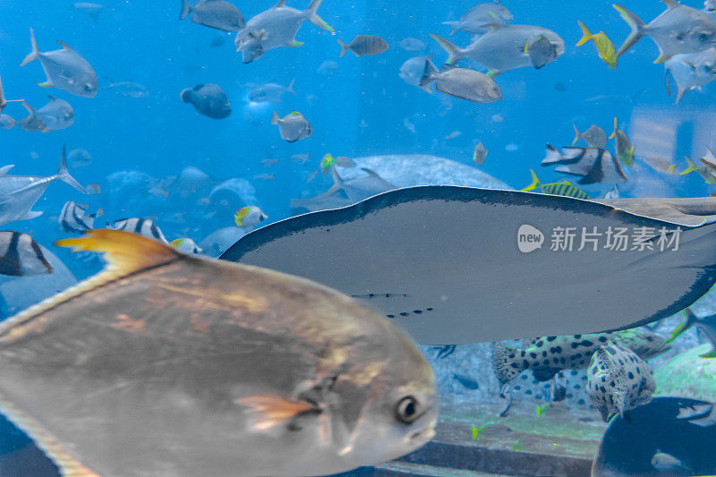 刺鳐在水下游泳。短尾黄貂鱼或光滑黄貂鱼(Bathytoshia brevicaudata)是黄貂鱼科常见的一种。亚特兰蒂斯，三亚，海南，中国。